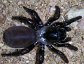 Trapdoor spider